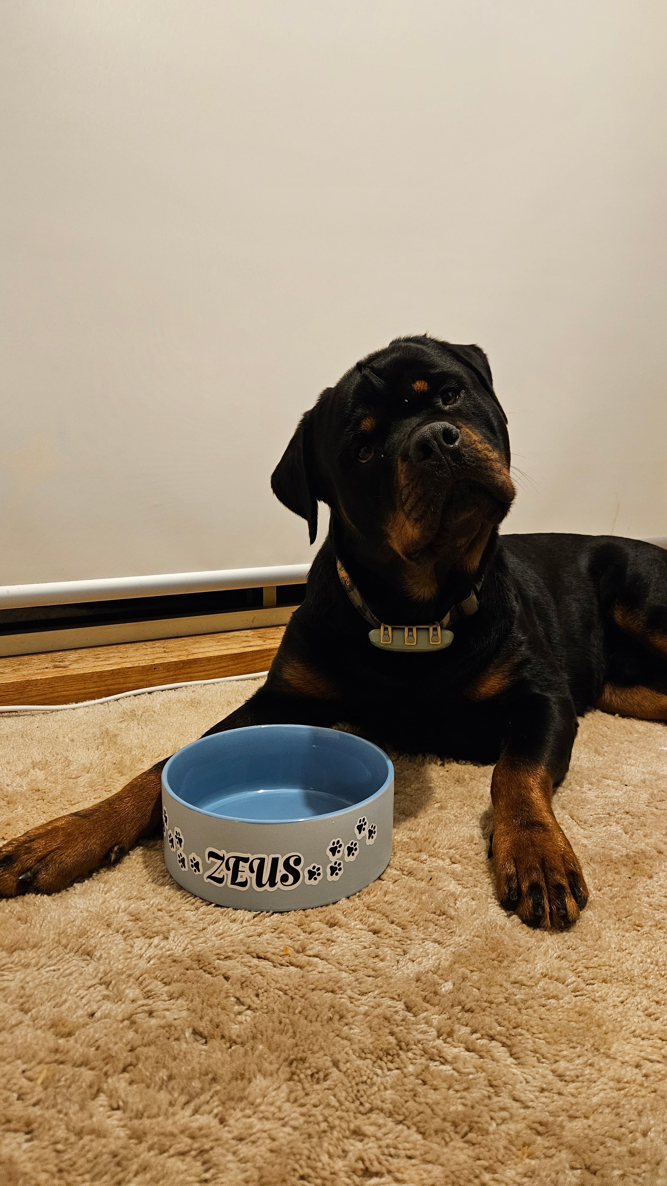 Dog Bowl Sticker
